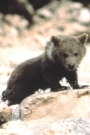 Youk the Bear Film ve Dizileri