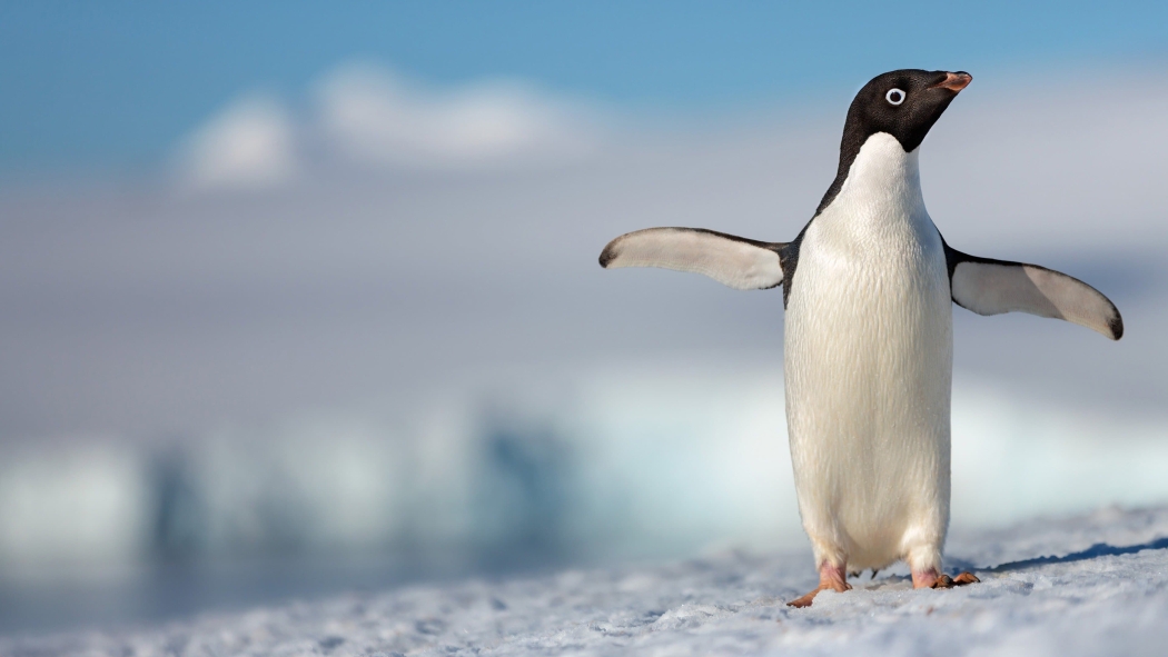 Penguenler izle