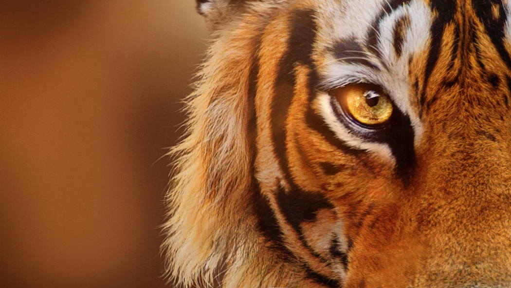 Tigers on the Rise izle